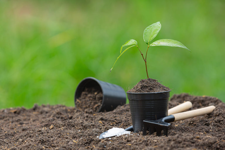 Planting